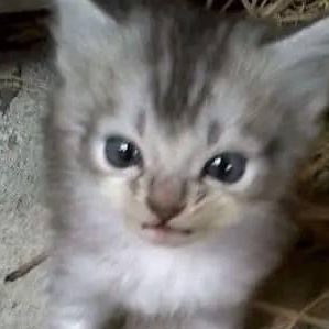 Peach24_MYU's tweet photo. #NewProfilePic โมโหมาก https://t.co/Pbt2rLnT0R