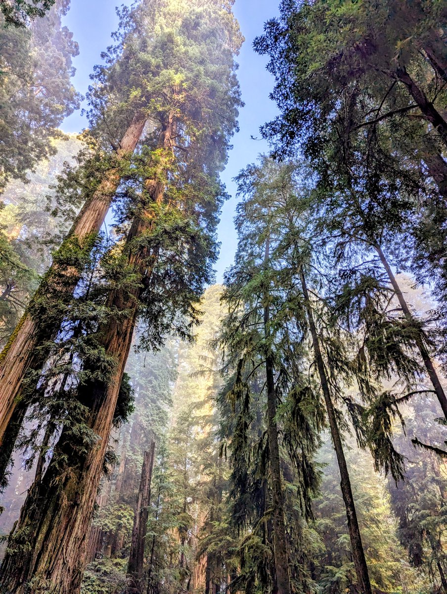 'I took a walk in the woods and came out taller than the trees.' 
- Henry David Thoreau

#FindYourPark #EncuentraTuParque #redwoodnps

[Photo description: skyscraper redwood and western hemlock trees tower against blue skies.]

NPS Photo/S. Sinclair