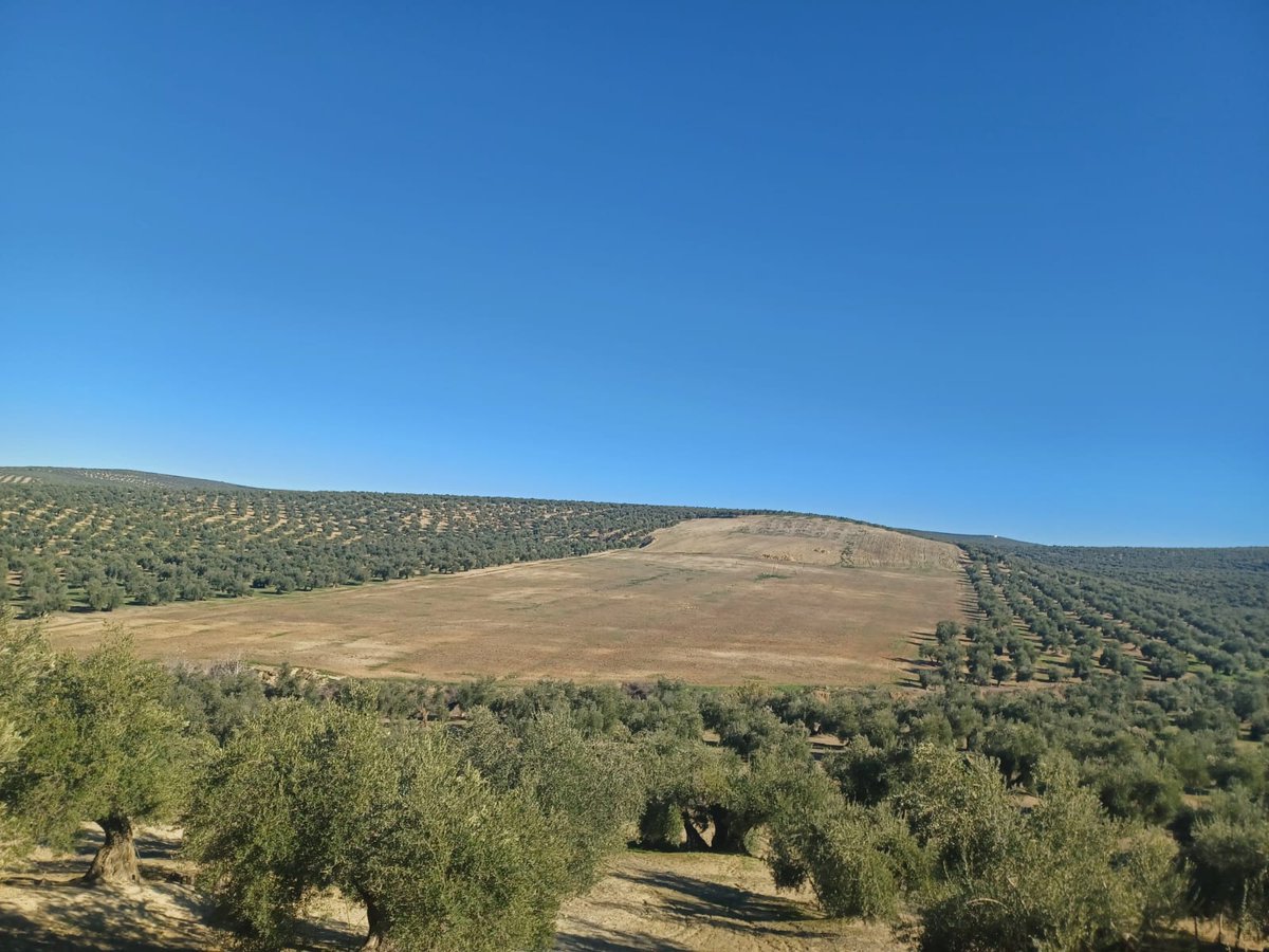 Lupión (Jaén) en Septiembre arrancaron 100 hectáreas de olivar de 500 años productivo. 
Ya sabes el futuro de esa tierra no?
