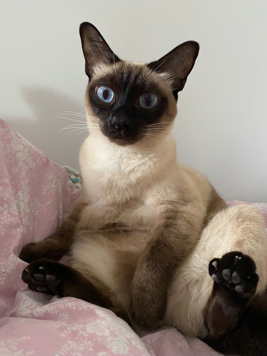 kisarase's tweet photo. and she sits like this- https://t.co/IbXiKPfWDQ