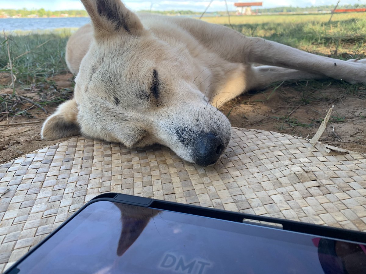 hackerr_weed's tweet image. Dog trip 🌞