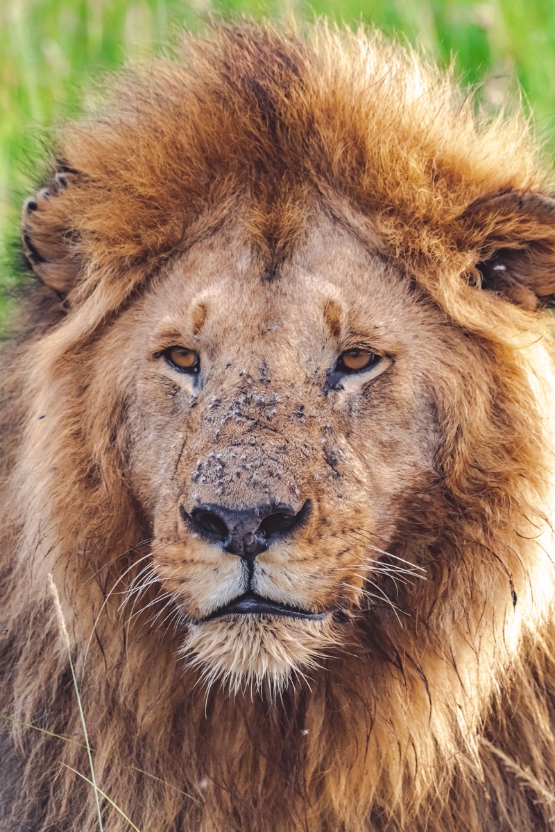 Sometimes you see him showing the kind face.. King Oloshipa (Black Rock Boy)
🦁 Masai Mara | Kenya
#lionsofmara #lions #kenyawildlifeservice #natureisbeautiful #nikoncreators #nikonwildlifephotography #lionsofafrica #lion