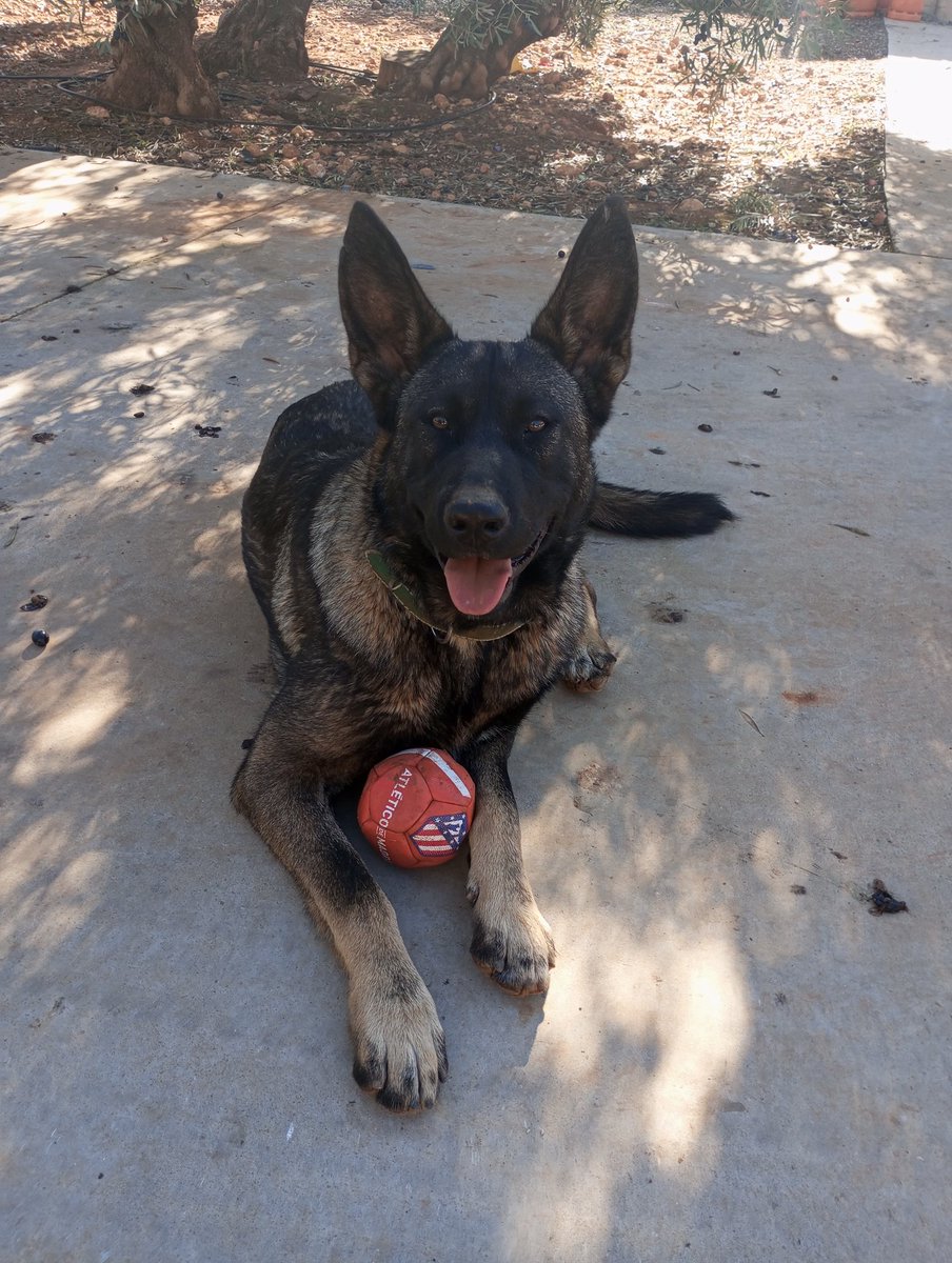 atm330d's tweet image. Cholo y su pelota