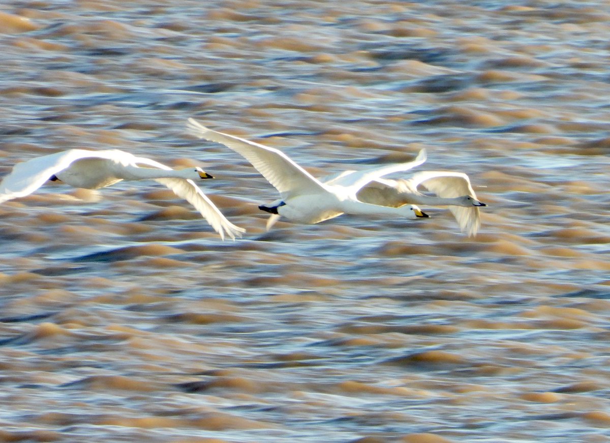 Whooper Swans heading south on Saturday past Sandy Beaches @spurnbirdobs #kilnsea
