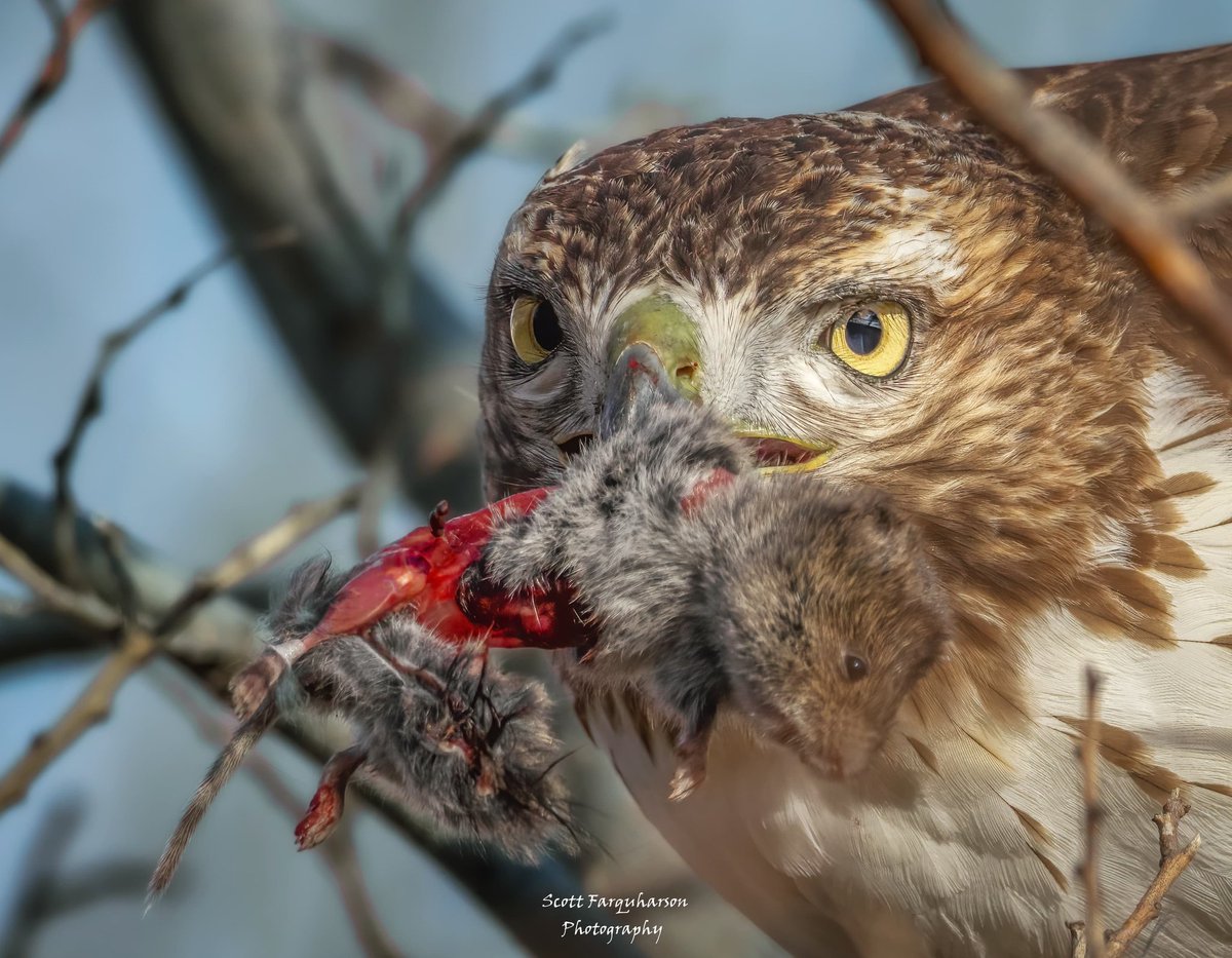 Red-tailed Hawk! 
Scottfa.picfair.com

#birds #bird #birdwatching #birdphotography  #nature #BirdsOfTwitter #wildlife #wildlifephotography #BirdsSeenIn2023  #wildlifephotograph #NaturePhotography #Twitter #TwitterNatureCommunity #birdphotography