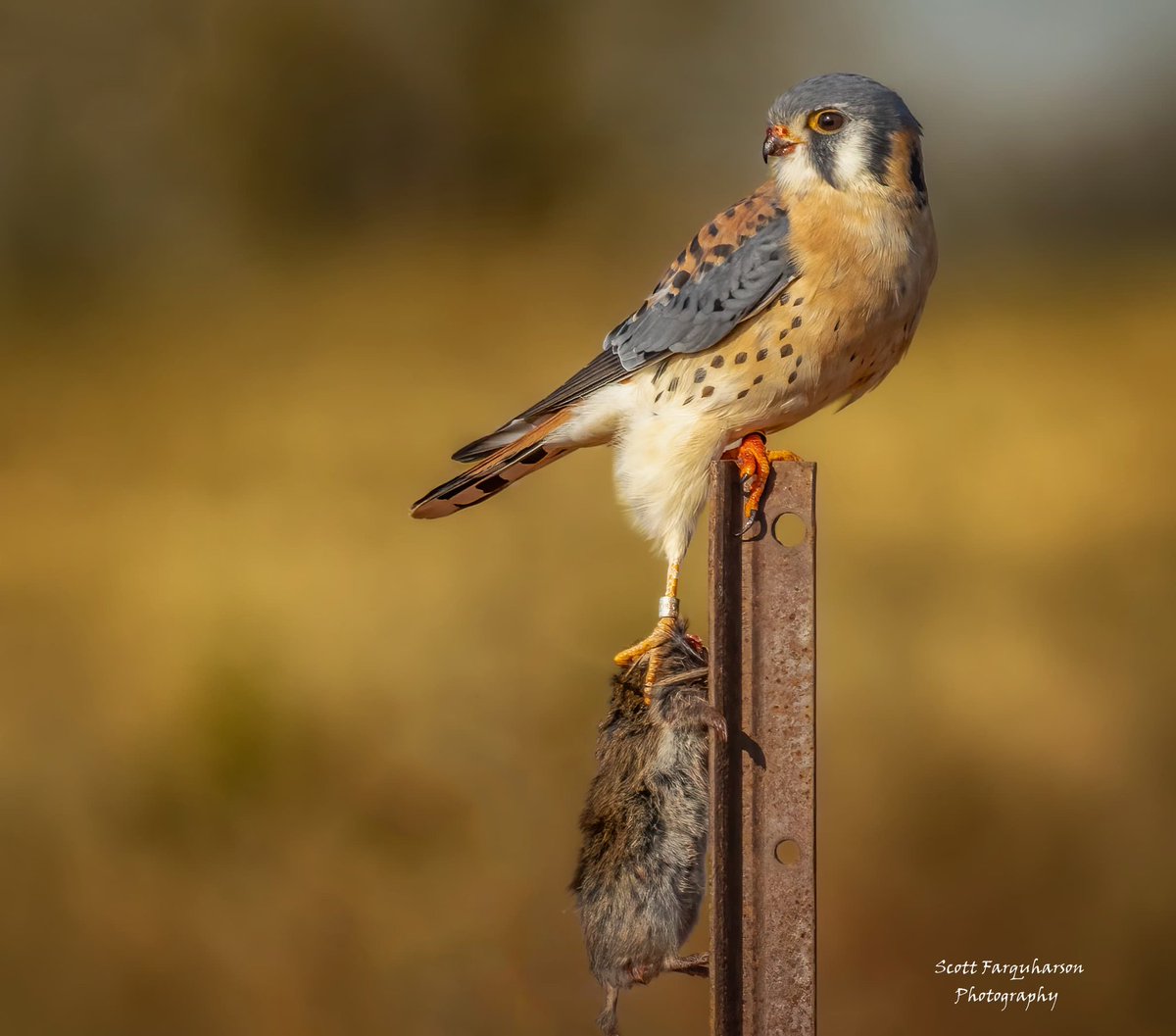 American Kestrel! 
Scottfa.picfair.com

#birds #bird #birdwatching #birdphotography  #nature #BirdsOfTwitter #wildlife #wildlifephotography #BirdsSeenIn2023  #wildlifephotograph #NaturePhotography #Twitter #TwitterNatureCommunity #birdphotography