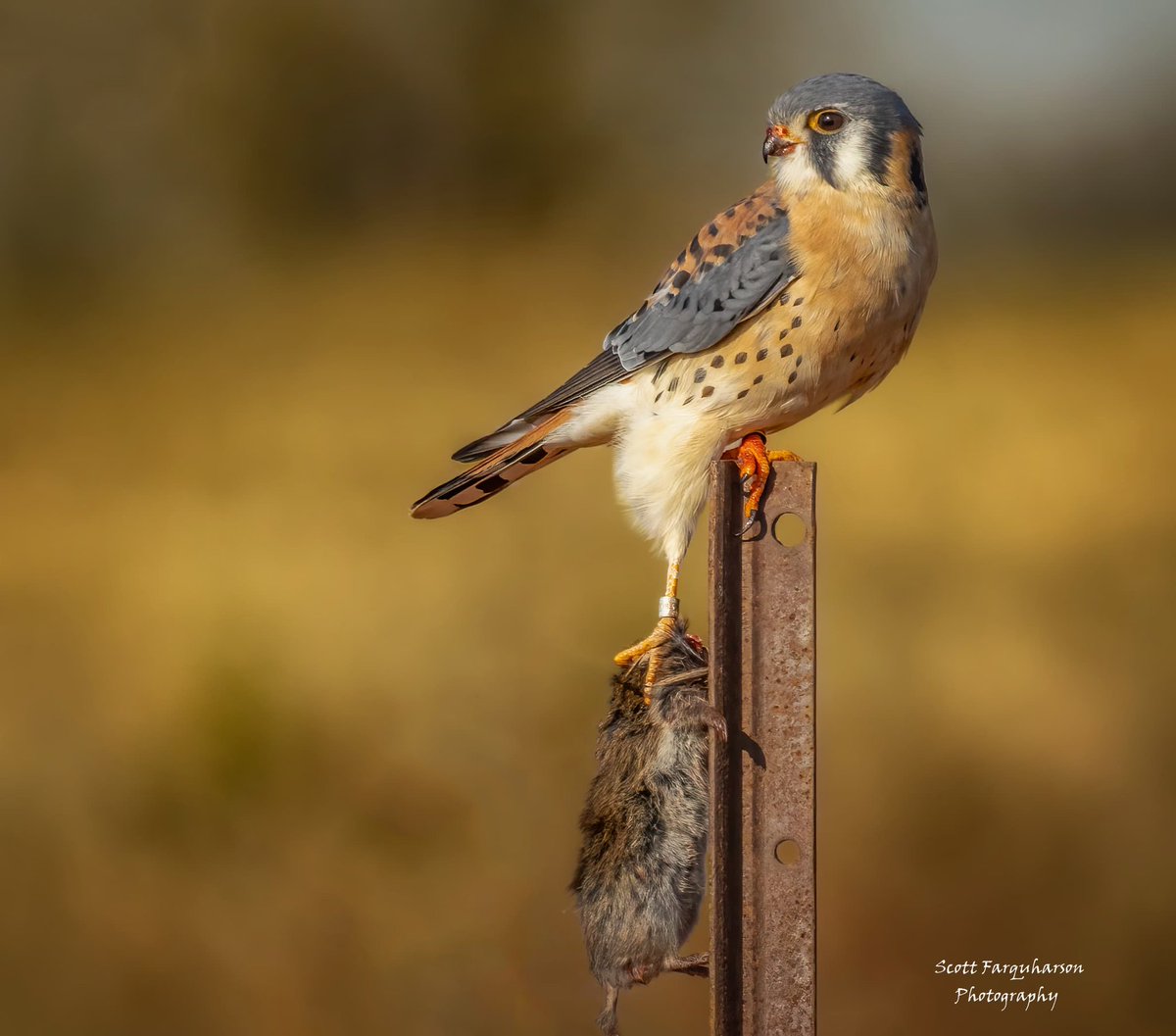 American Kestrel! Scottfa.picfair.com #birds #bird #birdwatching #birdphotography #nature #BirdsOfTwitter #wildlife #wildlifephotography #BirdsSeenIn2023 #wildlifephotograph #NaturePhotography #Twitter #TwitterNatureCommunity #birdphotography