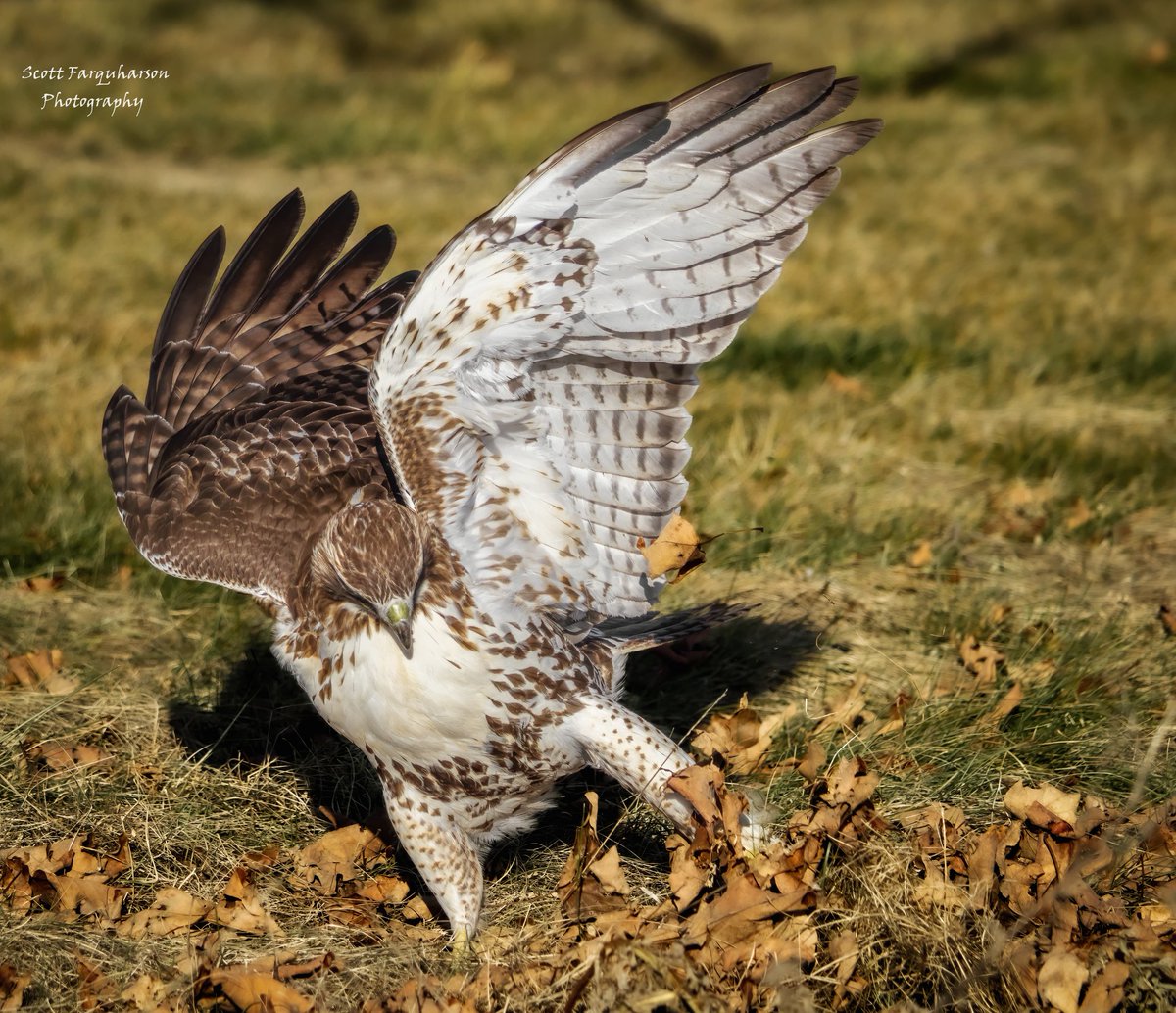 Red-tailed Hawk practicing the 2 step! 
Scottfa.picfair.com

#birds #bird #birdwatching #birdphotography  #nature #BirdsOfTwitter #wildlife #wildlifephotography #BirdsSeenIn2023  #wildlifephotograph #NaturePhotography #Twitter #TwitterNatureCommunity #birdphotography