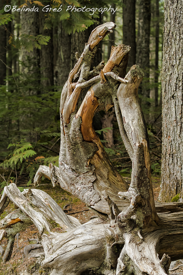 A Natural Sculpture by Belinda Greb belinda-greb.pixels.com/featured/a-nat… #naturephotography
