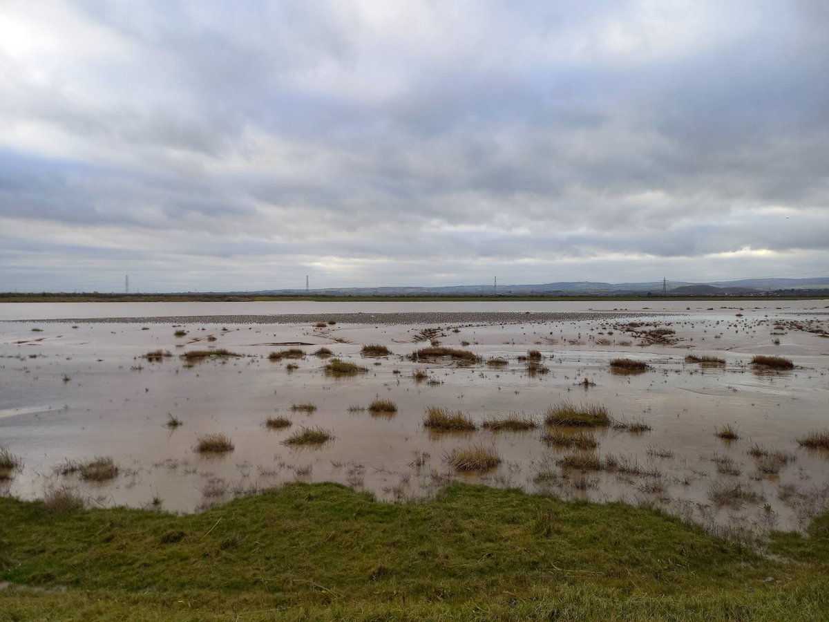 Lovely @WeBS_UK count at @WWTSteart this morning. Big flock of waders on the River Parrett. Dunlin, Redshank, Grey Plover and Knot all in the mix! You can see the grounded flock in this photo. How many do you reckon? Always a joy to see them flying.