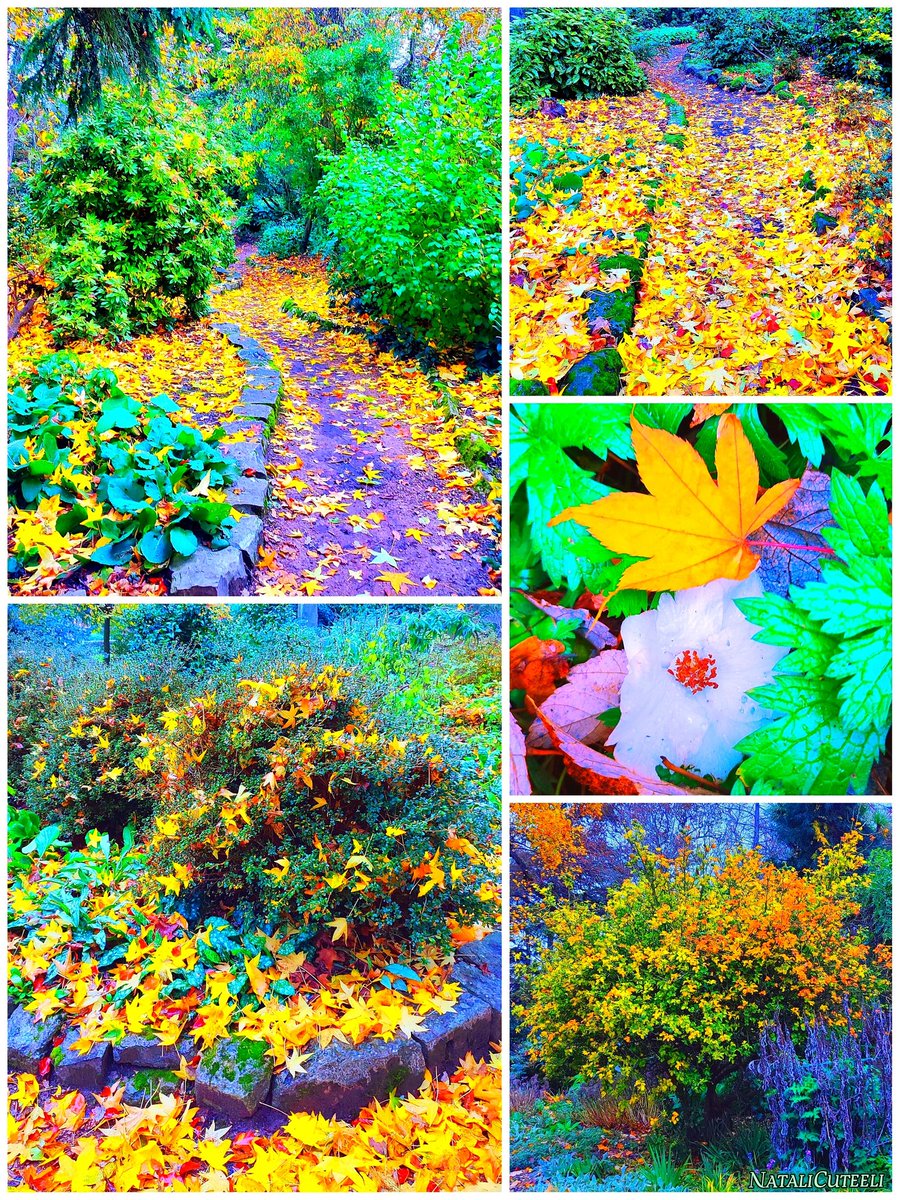 The yellow beauty of the autumn-winter park... 🌿💛🌿🍁🌿💛🌿 #cuteeli #art #nature #gardening #NaturePhotography #landscape #positive #SundayYellow #garden #NatureBeauty #beautiful #leaves