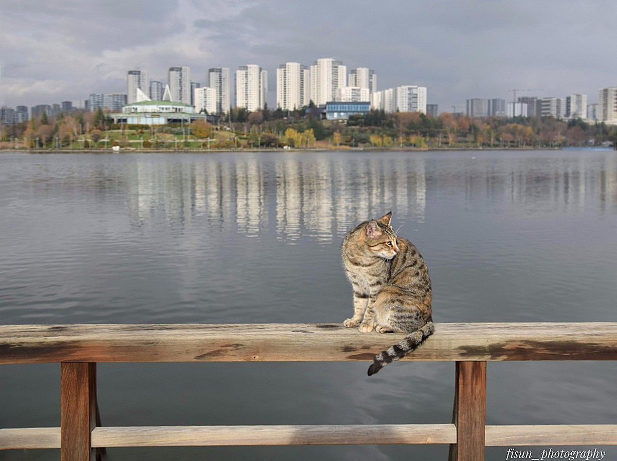 #photo #photography #catphoto #winter #sunnyday #sunday