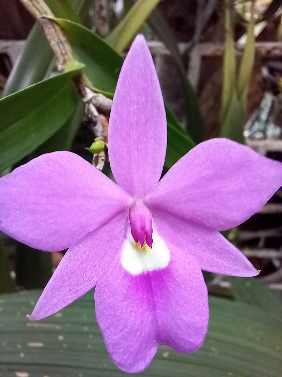 orquibor's tweet photo. Floración diciembre a 1150 msnm. Palmira, Táchira. Cattleya patini
#ASORTA #Orquideas #Orchidlovers #Flowers #Orchidespecies #Orchids #OrquideasdeVenezuela #orchidgarden #Orchistagram #cattletales #orquideasdeltachira #cattleyalovers #Perú #Orchids #Plantas #ExpoOrchids https://t.co/JwkfadQxnR