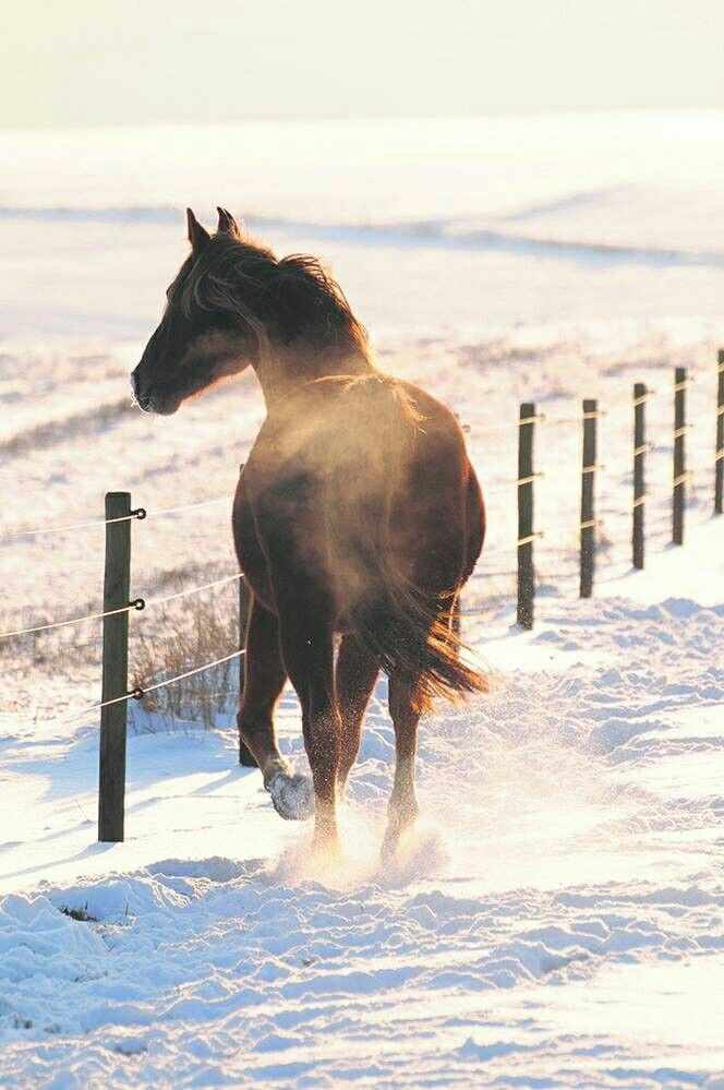 Good morning friends! 🐎🐂🌞☕🎄⛄🐕‍🦺🦮🐖
Getting ready for Christmas, 🎄 New Years, 💣 and Trump in 2024! ❤️🤍💙 Going to do my part, to MAKE sure, that happens! Now, go have a Wonderful Day! 🤍☕🐎⛄🌞🎁🎄
#CircleCRanch 😘 #BrysonCityNC