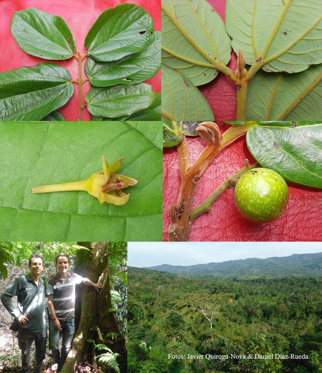 With the world's attention on the Amazon, the last forests of the Andes harbour the greatest concentration of endemic, endangered and vulnerable species on Earth.

Here is one more - Caryodaphnopsis carmensis. Newly discovered by science, long known to loggers, in Colombia.