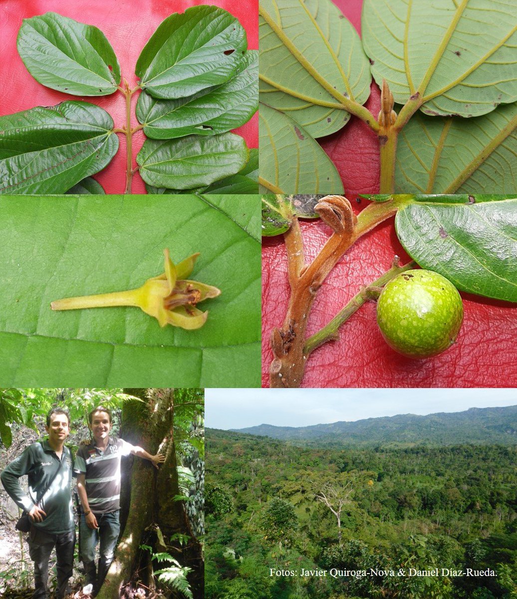 With the world's attention on the Amazon, the last forests of the Andes harbour the greatest concentration of endemic, endangered and vulnerable species on Earth. Here is one more - Caryodaphnopsis carmensis. Newly discovered by science, long known to loggers, in Colombia.