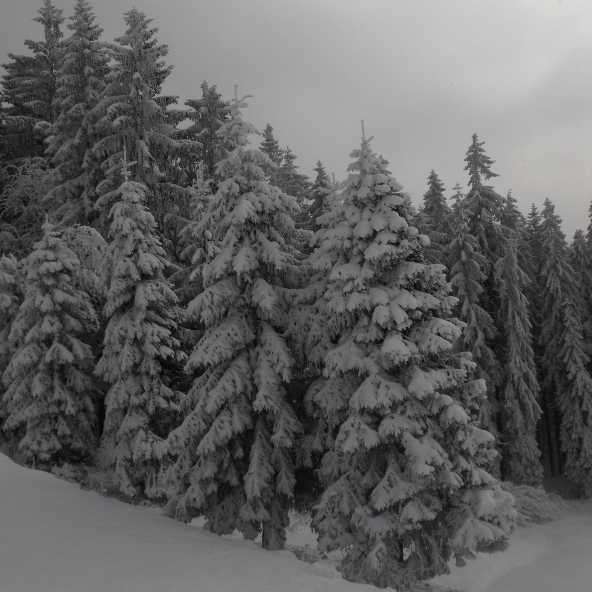 #Christmastrees
 Kto jeszcze nie ma🎄?
 Czekają  🌲 🌲 🌲 🌲 🌲 🌲 🌲🤩

 #NaturePhotography #Beskidy #Nature #Śląsk #forest @MeteoprognozaPL 
📷/my/