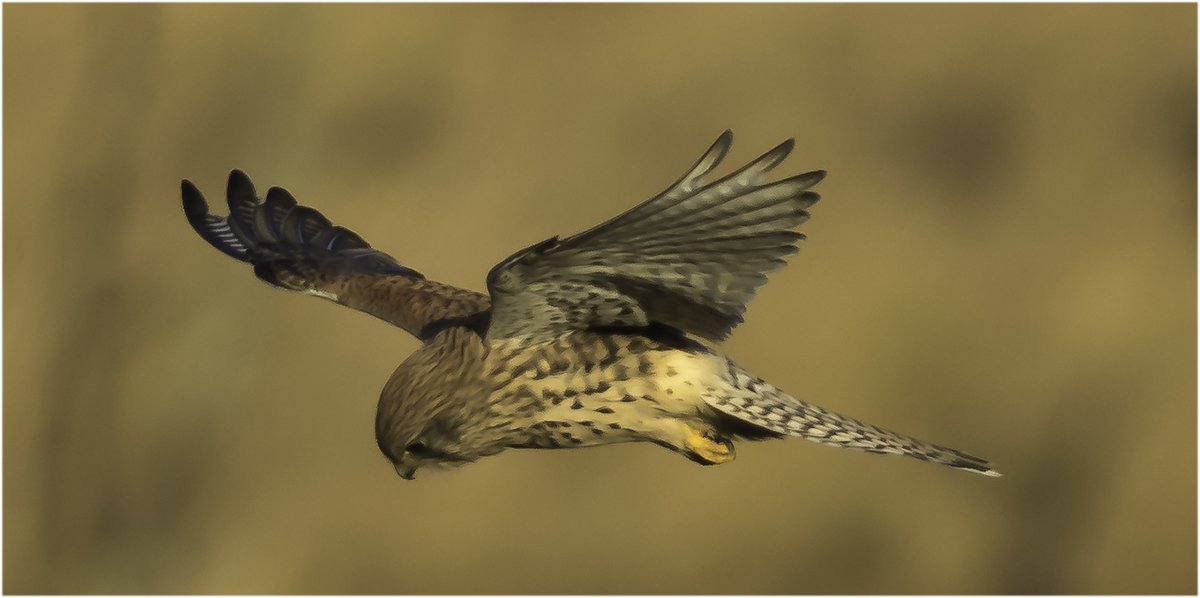 archmaca's tweet image. Windy conditions added to the usual challenge 
#NaturePhotography #naturelovers #birding #birdphotography #TwitterNatureCommunity #BirdWatching #BirdsSeenIn2023 #Kestrel