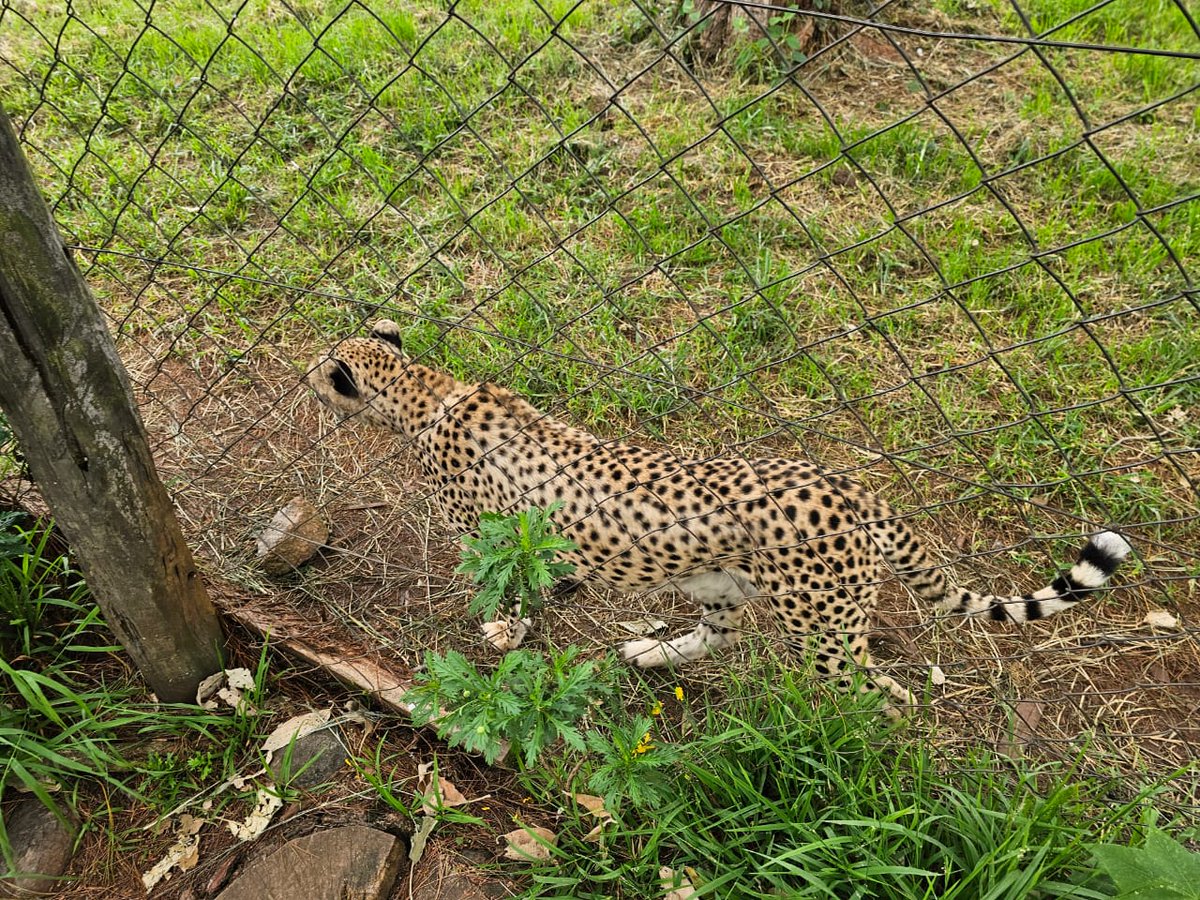 cyanholidays.com/fairmont-mount…

#Animalorphanage #tembeakenya #cyanholidays #cyantours #eco #Ecotourism
#Sustainability