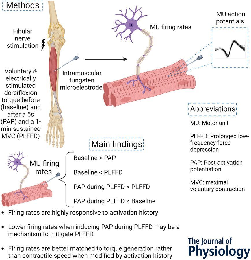 Journal of Physiology (@jphysiol) on Twitter photo How does inducing post-activation potentiation during prolonged low-frequency force depression effect motor unit firing rates? <a href="/Alex_M_Zero/">Alexander Zero</a>, Jacob Fanous and Charles L. Rice (<a href="/westernuFHS/">Western Health Sciences</a>) investigate...
📜buff.ly/46YpD9V How does inducing post-activation potentiation during prolonged low-frequency force depression effect motor unit firing rates? <a href="/Alex_M_Zero/">Alexander Zero</a>, Jacob Fanous and Charles L. Rice (<a href="/westernuFHS/">Western Health Sciences</a>) investigate...
📜buff.ly/46YpD9V