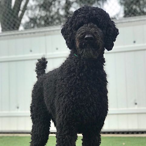 Happy birthday, Atticus!