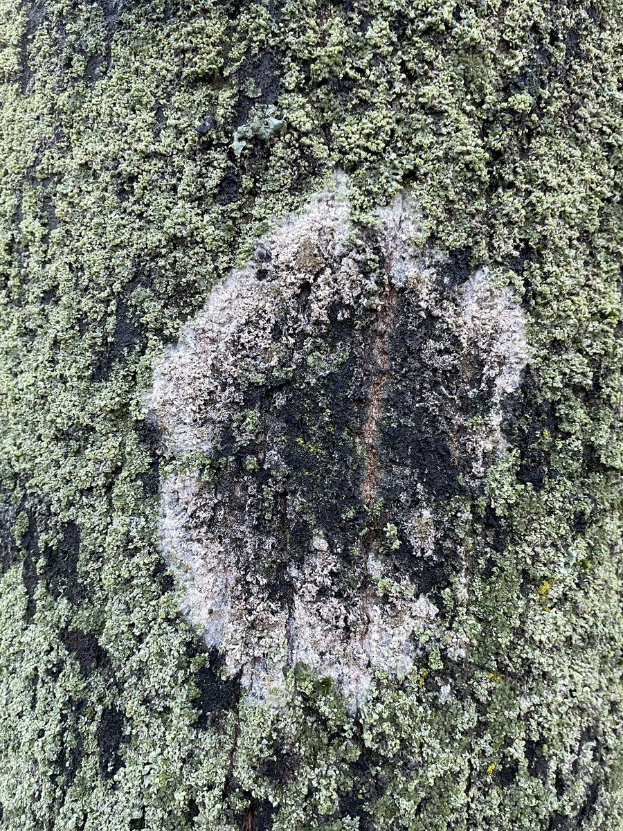 🎼 ℕ𝕚𝕔𝕔𝕠𝕝𝕠𝕋🌳🏛 🎗️ (@niccolotribolo) on Twitter photo 2. Frage: es gibt da auf #Bäumen derzeit wunderschön zu beobachten einen #Pilz, der die Algen von der Borke futtert.
Athelia c.f. epiphylla heißt die Art.
Wer hat das bei sich gesehen, etwa wo, und wer es weiß auf welcher Baumart?
Retweet!
<a href="/Ale21031979/">Alessandro G.</a> <a href="/treeruss/">russell miller</a> <a href="/mathilebrandts/">mathile</a> 2. Frage: es gibt da auf #Bäumen derzeit wunderschön zu beobachten einen #Pilz, der die Algen von der Borke futtert.
Athelia c.f. epiphylla heißt die Art.
Wer hat das bei sich gesehen, etwa wo, und wer es weiß auf welcher Baumart?
Retweet!
<a href="/Ale21031979/">Alessandro G.</a> <a href="/treeruss/">russell miller</a> <a href="/mathilebrandts/">mathile</a>