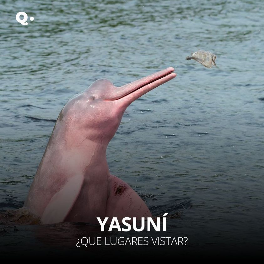 qhayecuador's tweet photo. #Ecuador | La biodiversidad en #Yasuní es inigualable. Aquí, podrás encontrar una diversidad de flora y fauna nunca antes vista en ninguna otra área protegida. 📷 https://t.co/G0P1RUrsCC https://t.co/021KQ5mlYW