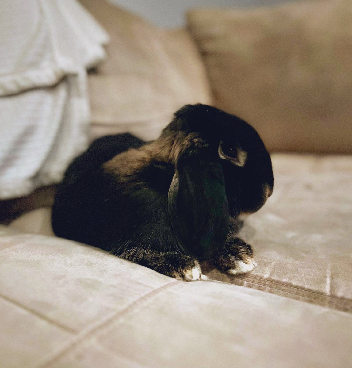 With those floppy ears and twitchy nose, this little bun brings joy and cuteness to every corner of my life. 🐰#TeleTheBun #AdorableCompanion