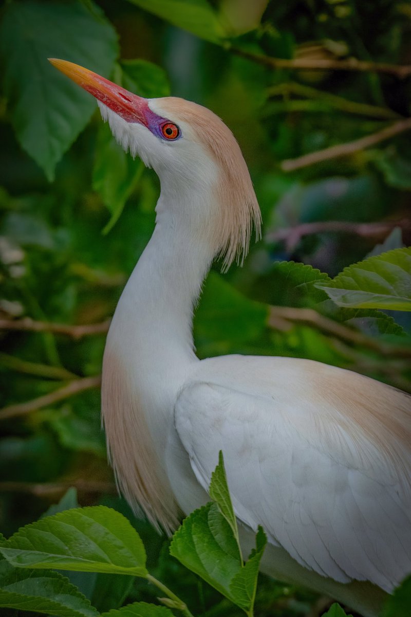 ** Please view FULL Screen ** Good afternoon #TwitterNatureCommunity 📸 Here’s a close up portrait of the Cattle Egret in FULL breeding colors and plumage. This bird make a remarkable change during the breeding season, typically being a plain all white bird see in…