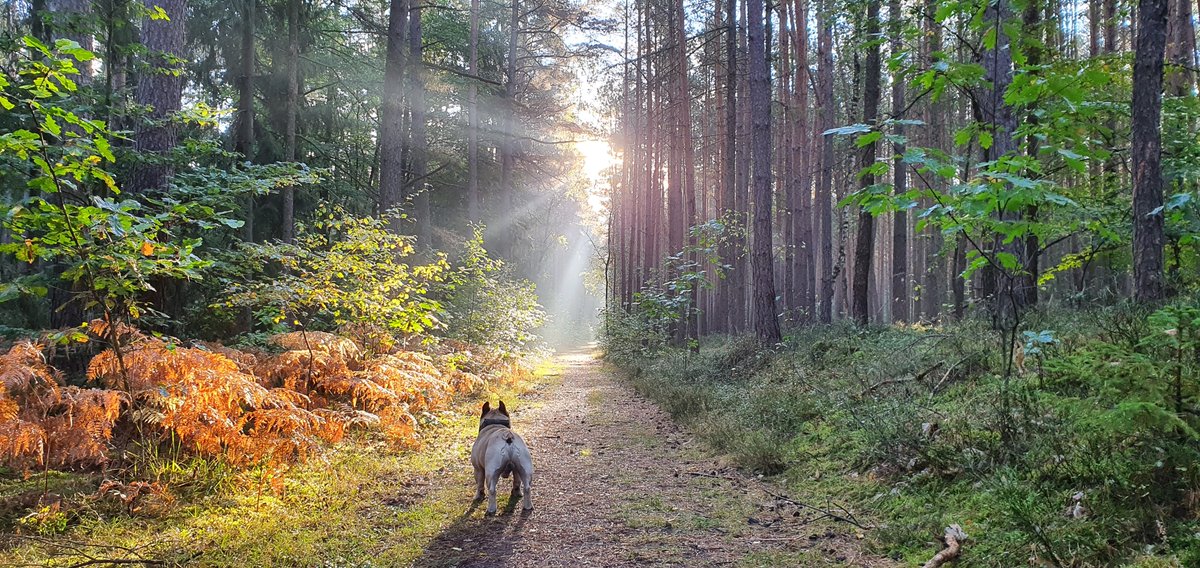 To all men wrestling with anxiety: nature is a powerful ally. 

A walk in the park, a moment under the sky - these are not just escapes, but connections to a world bigger than our worries. 

#NatureHeals #StepOutside