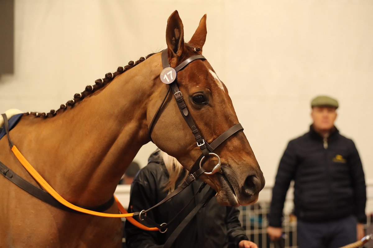Tattersalls Cheltenham (@tattscheltenham) on Twitter photo New NH Flat race WINNER ✅
Femme Magnifique 7️⃣ length winner on Rules debut <a href="/thurlesraces/">Thurles Racecourse</a>
Produced & sold #CheltenhamJanuary 2023 by Friday's #CheltenhamDecember sale-topping consignor
<a href="/BallycrystalS/">Ballycrystal stables</a> ➡️ <a href="/HaroldKirk_/">Harold Kirk</a> /<a href="/WillieMullinsNH/">Willie Mullins</a>
#TattsJCSales | Winners ⭐️ | New NH Flat race WINNER ✅
Femme Magnifique 7️⃣ length winner on Rules debut <a href="/thurlesraces/">Thurles Racecourse</a>
Produced & sold #CheltenhamJanuary 2023 by Friday's #CheltenhamDecember sale-topping consignor
<a href="/BallycrystalS/">Ballycrystal stables</a> ➡️ <a href="/HaroldKirk_/">Harold Kirk</a> /<a href="/WillieMullinsNH/">Willie Mullins</a>
#TattsJCSales | Winners ⭐️ |