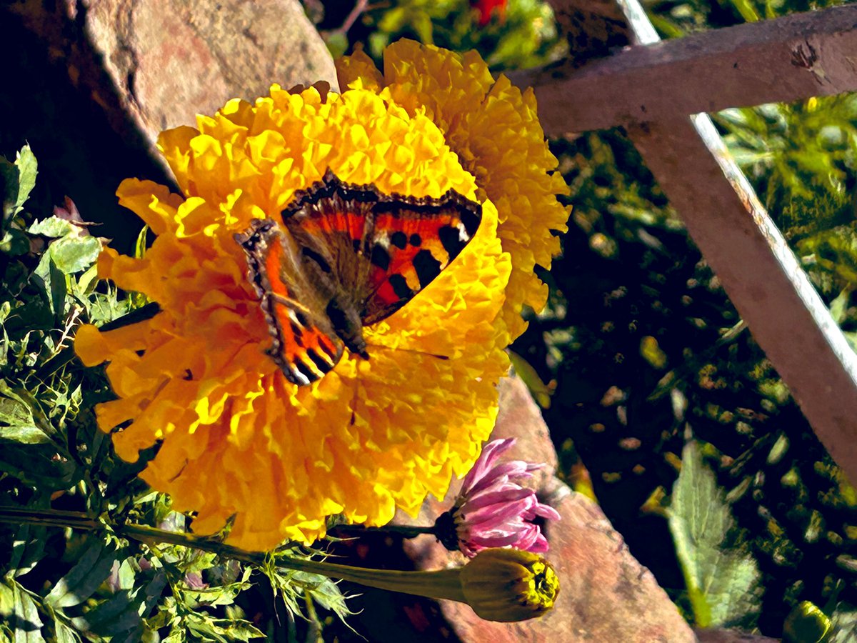 Tell me frnd asked the marigold whn butterfly came visiting on a cold Sunday ,what does nature will? Iris blooms bfore time & the strawberries after ? My life tells me replied the butterfly, accept change for it's beautiful & u shine brightest bfore the end #hiddenmountaintales