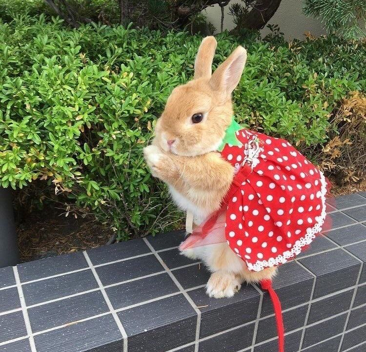 lovesickdoe's tweet photo. bunny in strawberry dress https://t.co/DKX3XleR5u