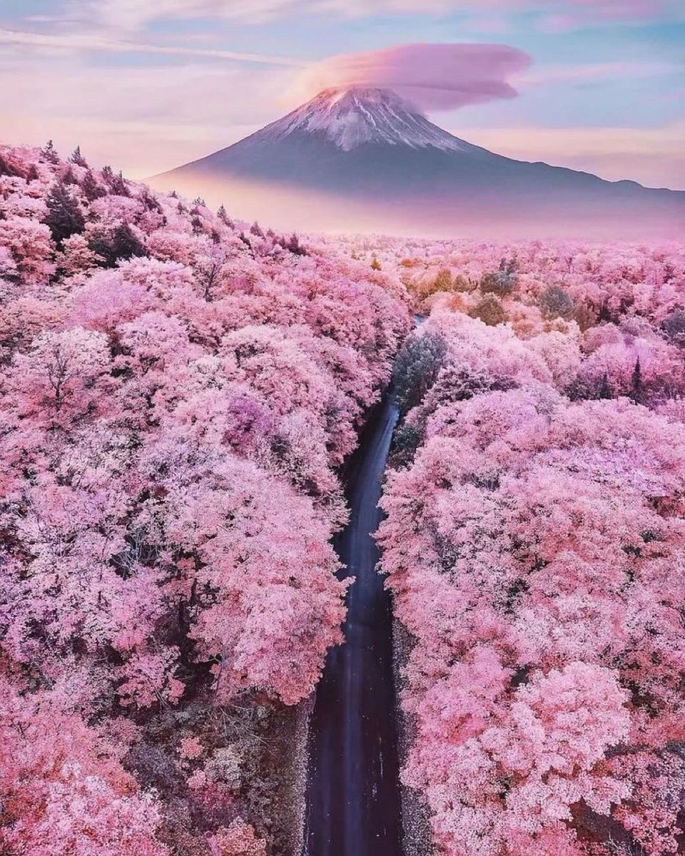 Cherry Blooms : Mount Fuji, Japan 🌸🇯🇵 
#japan #mountfuji #view #flower #cherryblooms