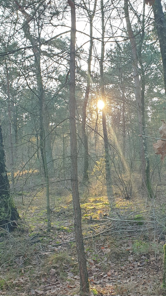 LuciaHardonk's tweet photo. Zo fijn vanmiddag. #lichttherapie https://t.co/1H0FM4uQdl
