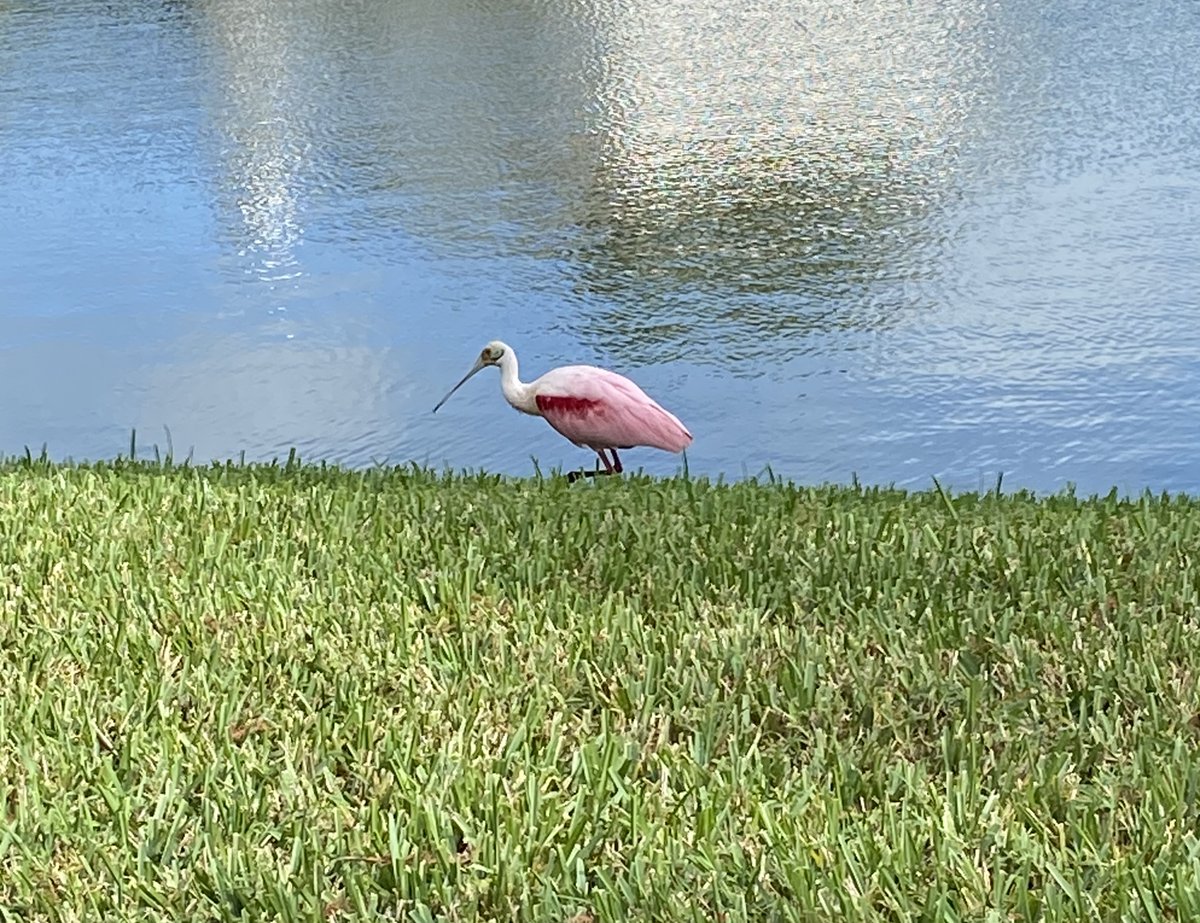 Spotted in our subdivision: a Roseate Spoonbill.