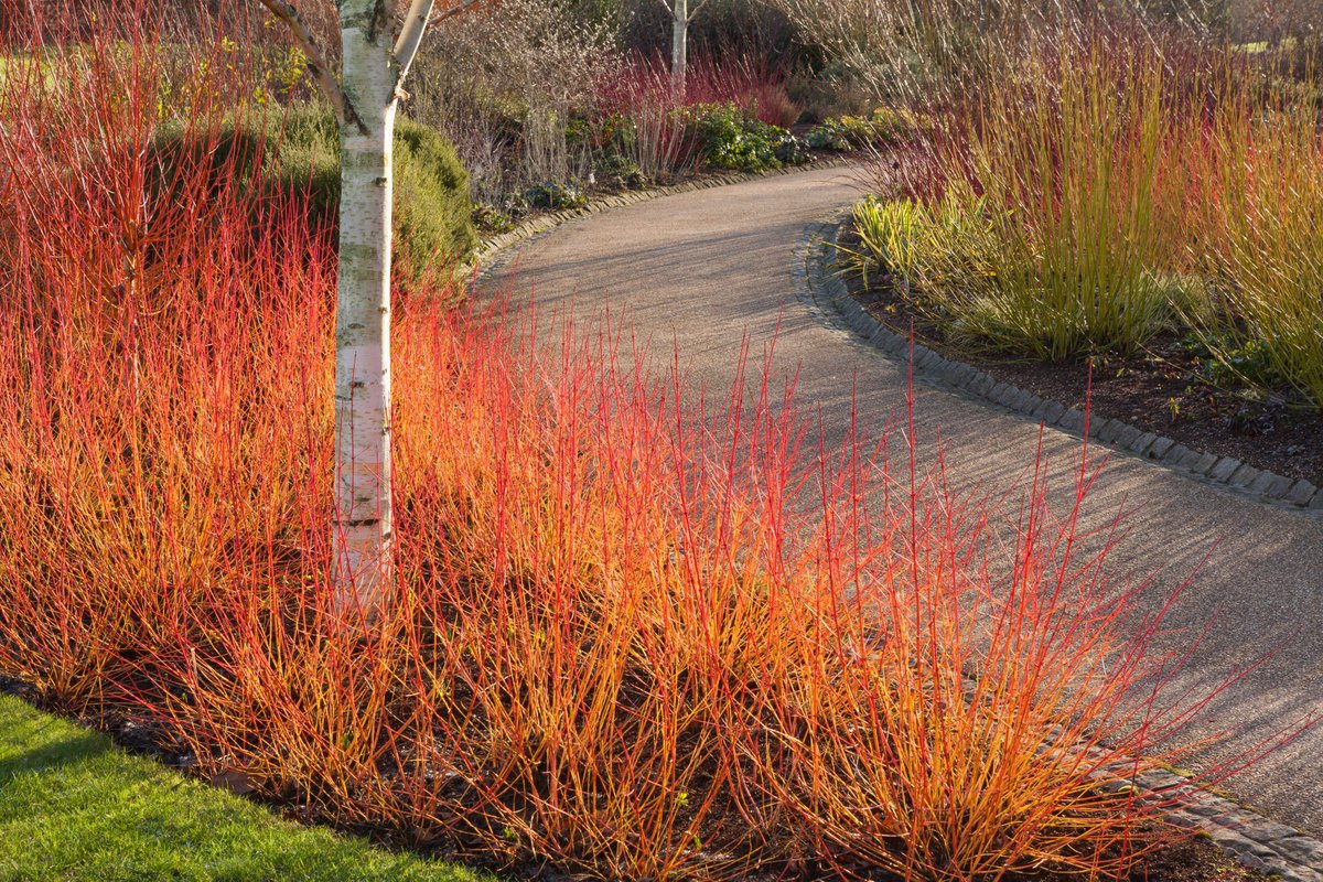 With colourful barks & stems, Cornus (dogwood) lights up gardens in winter 🧡 Take a look at some quickfire tips: 🌱 Tolerates both waterlogging and heavy clay soil 🌱 Likes acid or alkaline soil 🌱 Plant near low winter sun More advice on our website: rhs.org.uk/garden-inspira…