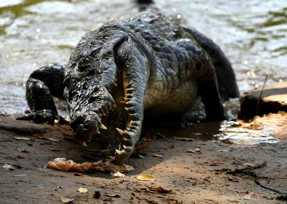 Sharing lunch with Nile Crocodile - Marakissa River Camp, Gambia 16.11.23. 1) I see you. 2) Actually, that looks quite good. 3) Where's my share? 4) That'll do, for now! #wildlifephotography #crocodile #Africa