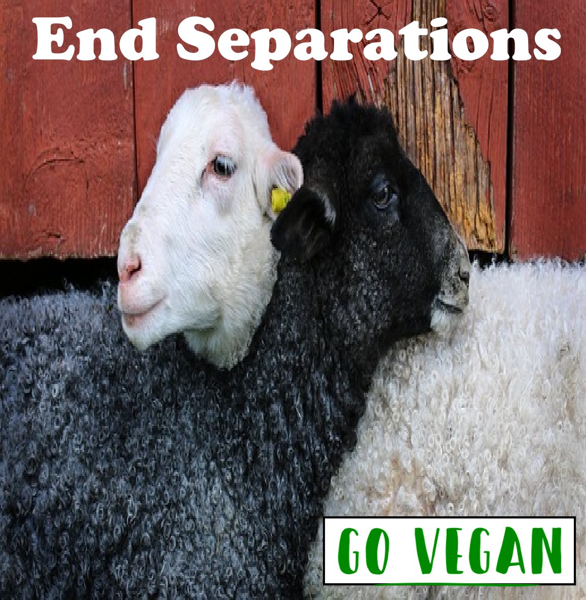 #together #familiesbelongtogether #keepfamiliestogether #separation #goveganfortheanimals