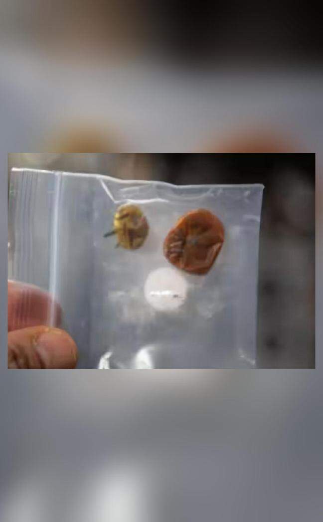 NASA’s Revelation of 2 Rogue Tomatoes Lost for 8 Months

Rubio accidentally lost track of the tomatoes while harvesting for the eXposed Root On-Orbit Test System (XROOTS) experiment he conducted aboard the space station in 2022.
Source: newskarnataka.com/science-techno…

#LatestNews