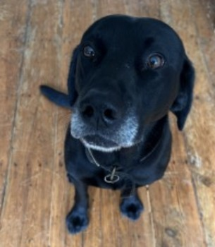 millypod1's tweet photo. 🆘17 DEC 2023 #Lost WILSON #ScanMe
Black Labrador Retriever Male
Greyed around the muzzle Dark blue tartan collar Big paws.
Cambridge Road #Brunswick area of #Hove #BN3
#Brighton #EastSussex
https://t.co/TYwbh0aTNv https://t.co/ye39KyKSaY