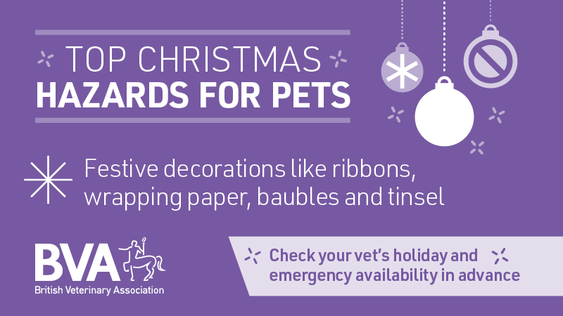 BritishVets's tweet image. Wrapping your #Christmas presents?

Keep festive decorations like wrapping paper and ribbons out of reach of curious paws to avoid an emergency trip to the vets! #PetAdvice 

See our top tips to pet-proof your house this festive season: ow.ly/4qtT50QjuKl
