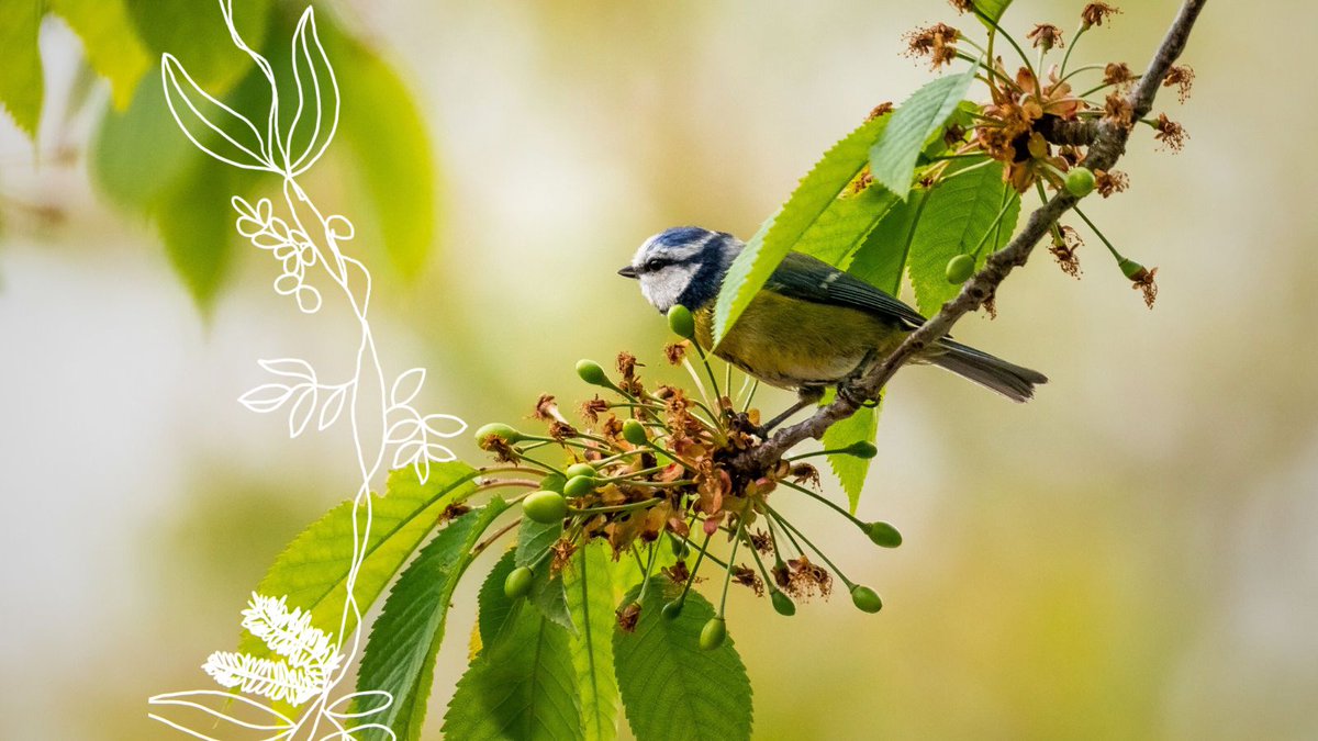 In our eighteenth daily devotional for #Advent23, Dr Byron Smith explores how Jesus coming into our common home is good news for the poor 👇
commongrace.org.au/advent_common_…