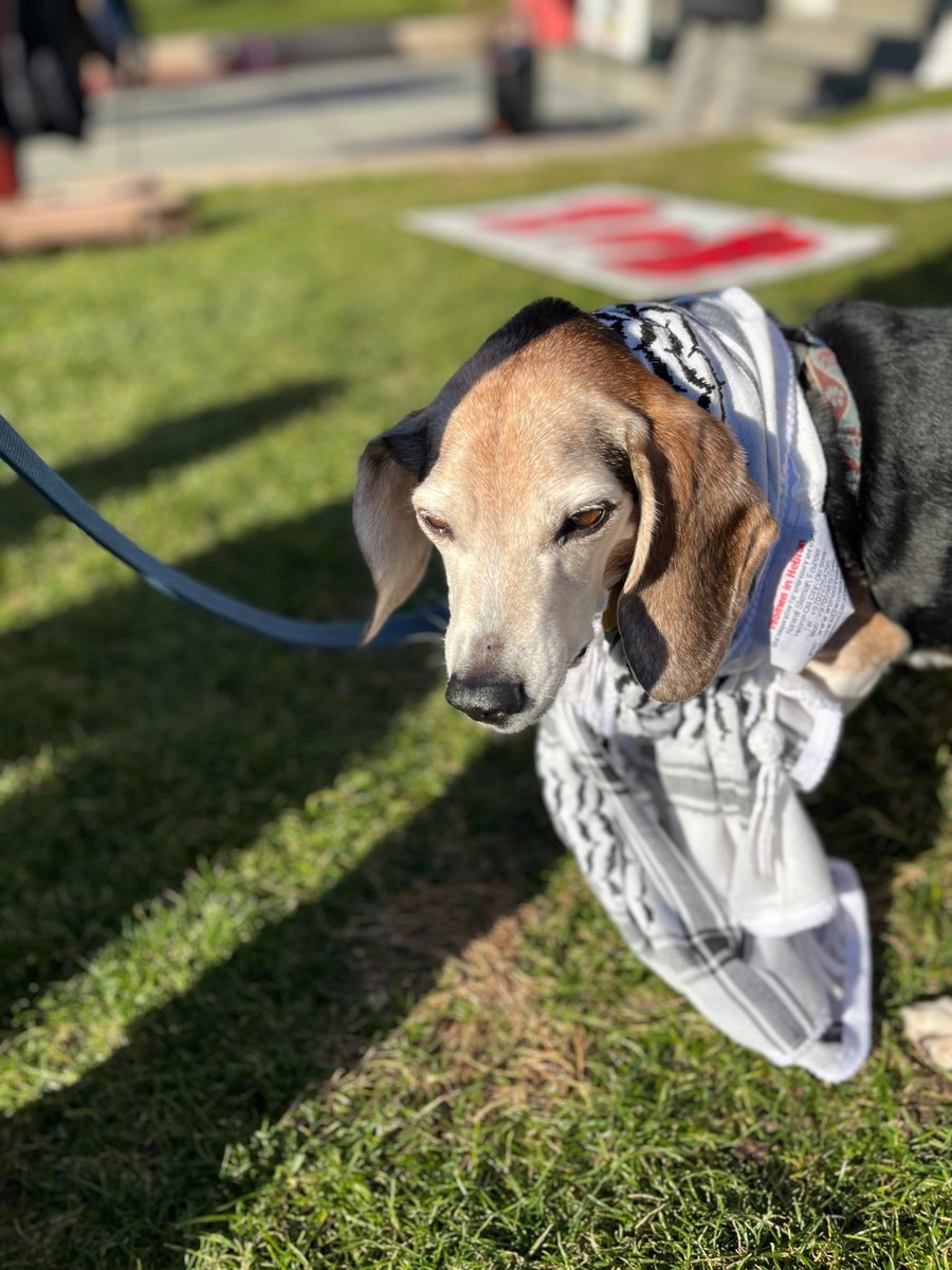 marker_bytes's tweet image. chillin&apos; in cambridge massachusetts donning my t*rr*rist scarf, miight take a walk around the neighborhood later and spook some harvard proffessor&apos;s wifes