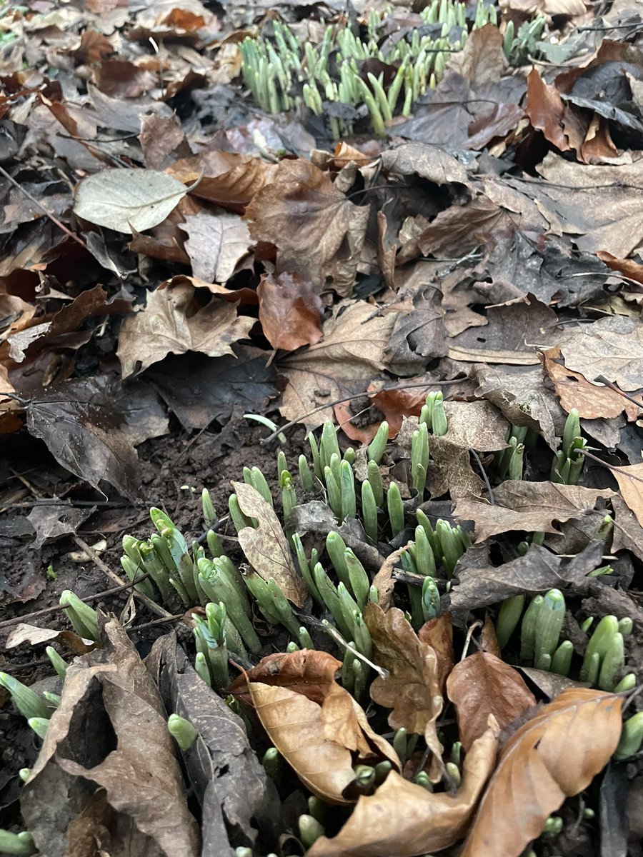 First of the snowdrops emerging and it isn’t Christmas yet! Don’t they know it isn’t 2024 😂