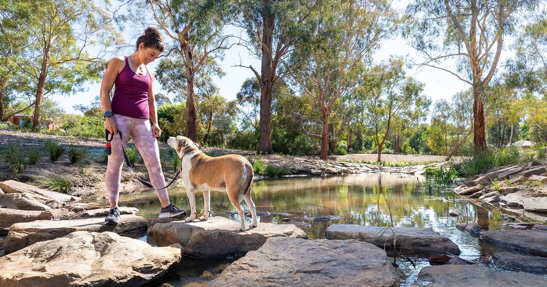 Running with dogs benefits your physical health and also strengthens the special bond you share with your four-legged friend. Before you start running with them, ensure they are in good health, properly trained, and have a comfortable leash #peakendurancecoachingaustralia