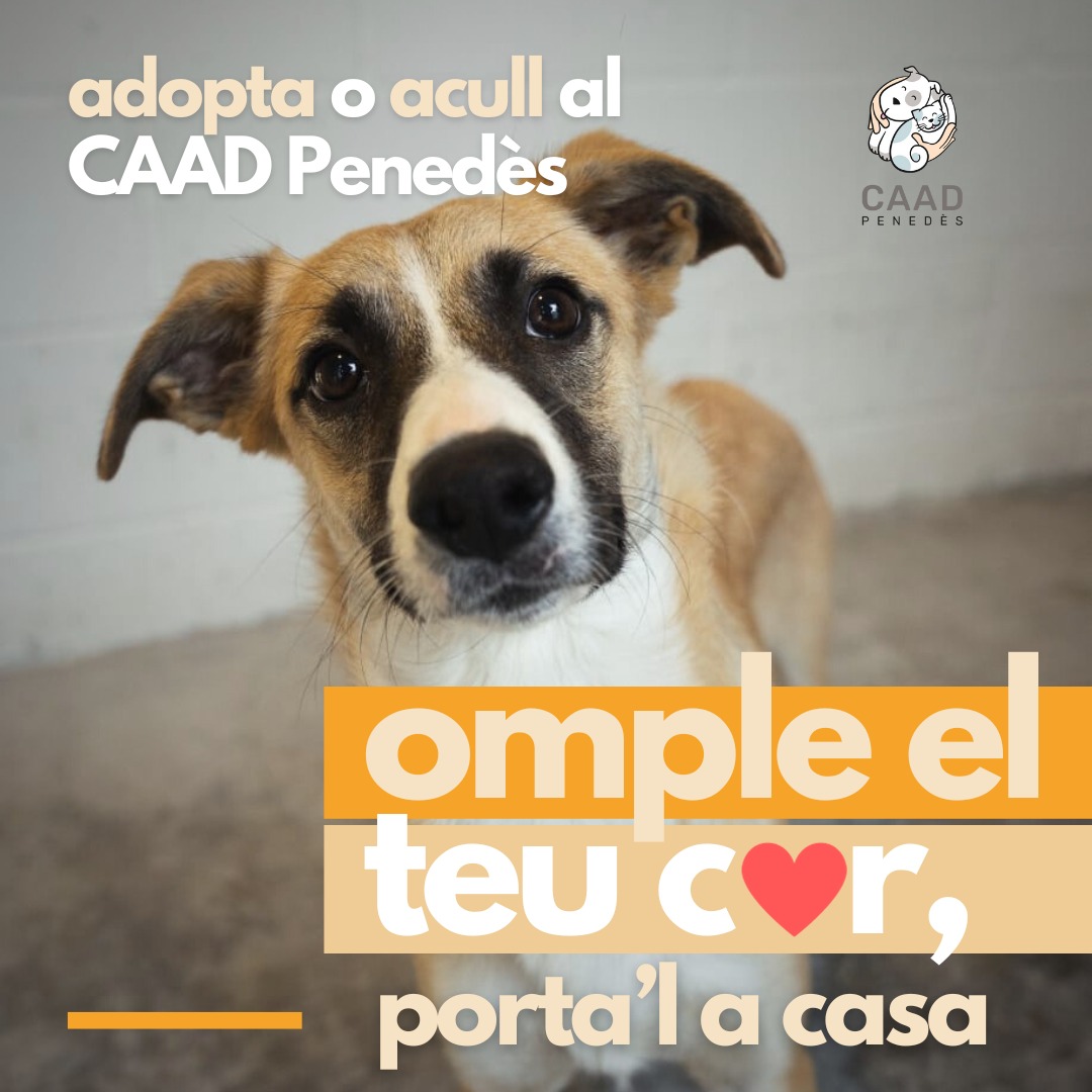 Sant Pere de Ribes (@santperederibes) on Twitter photo ❤️ OMPLE EL TEU COR, PORTA’L A CASA 🏠
🐶🐱 Coneix qui són els gossos i gats a <a href="/caadpenedes/">CAAD Penedès</a>
#ompleelcor #portamacasa #vinealcaad #adopta #acollida #penedès #garraf #caadpenedes
@mancomunitatpg
#SPRibes ❤️ OMPLE EL TEU COR, PORTA’L A CASA 🏠
🐶🐱 Coneix qui són els gossos i gats a <a href="/caadpenedes/">CAAD Penedès</a>
#ompleelcor #portamacasa #vinealcaad #adopta #acollida #penedès #garraf #caadpenedes
@mancomunitatpg
#SPRibes
