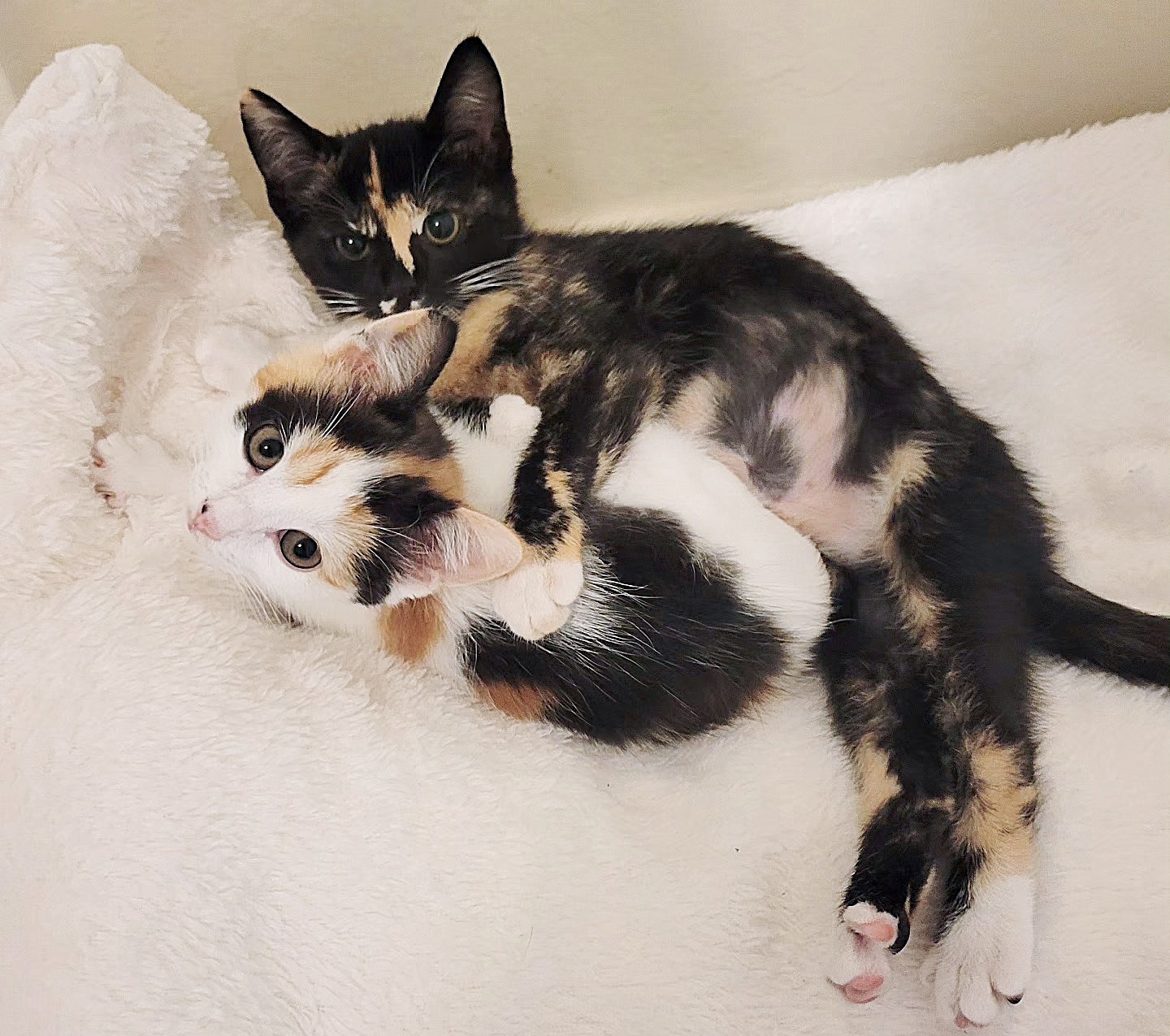 Love Meow on X