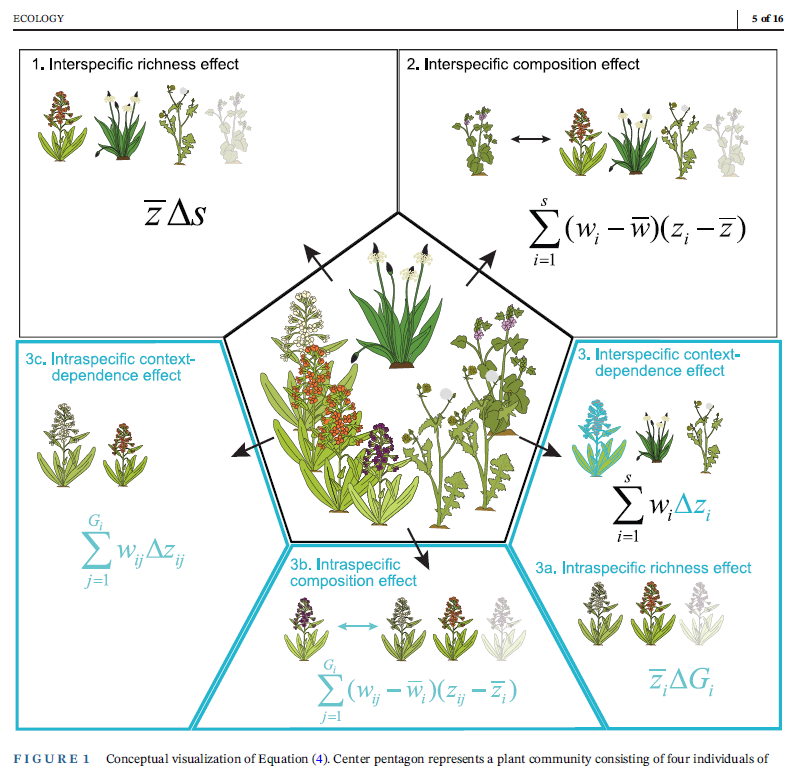 Just how important is intra-specific diversity for ecosystem functioning? 

Our paper showing how to figure out is now published in <a href="/ESAEcology/">Ecology</a> #OpenAccess 

"Quantifying interspecific and intraspecific diversity effects on ecosystem functioning"

esajournals.onlinelibrary.wiley.com/doi/10.1002/ec…
