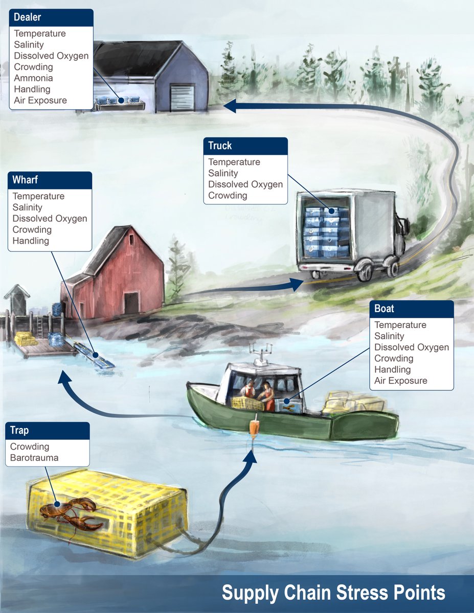An illustration I created for the Lobster Institute at @UMaine🦞 

Learn more: umaine.edu/lobsterinstitu…

#Lobster #MarineBiology #Maine #SciComm #Infographic #MaineLobster #InfoDesign #VizSciComm #Art #Illustration #ScientificIllustration #IllustratorsOnTwitter